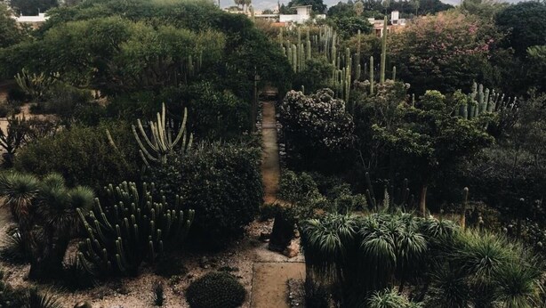 Um jardim de cactos com um caminho central, cercado por diversos cactos e arbustos, com montanhas ao fundo.