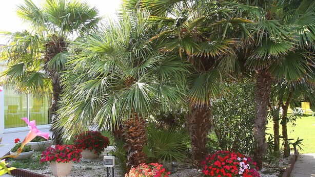 A garden with palm trees and red flowers. - Locatlantique (Aytre)