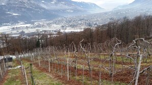 A vineyard with bare trees and a mountainous backdrop. - Valtellina mon amour (Castionetto)