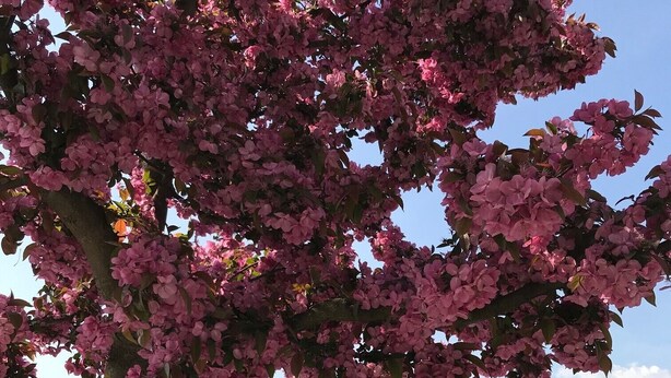 Un arbre aux fleurs roses, devant un plan d’eau où se trouvent des bateaux, avec des montagnes en arrière-plan.