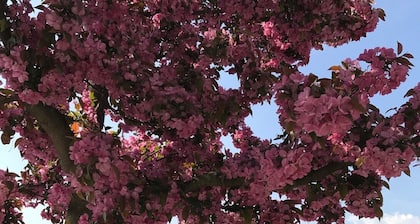 Felsgravuren - Felsgravuren in Valcamonica