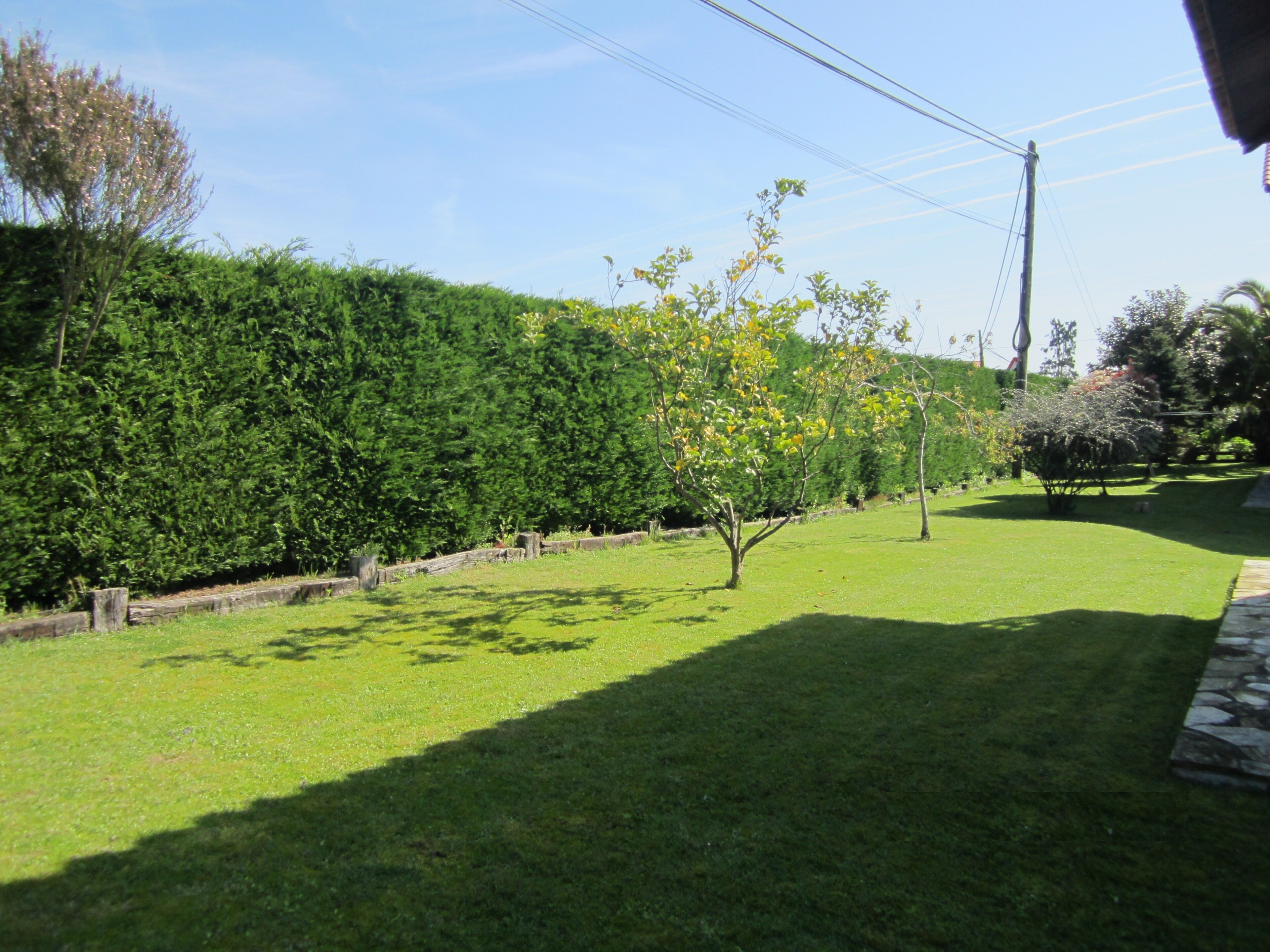 Ein gepflegter Garten mit verschiedenen Bäumen und einer ordentlich geschnittenen Hecke.