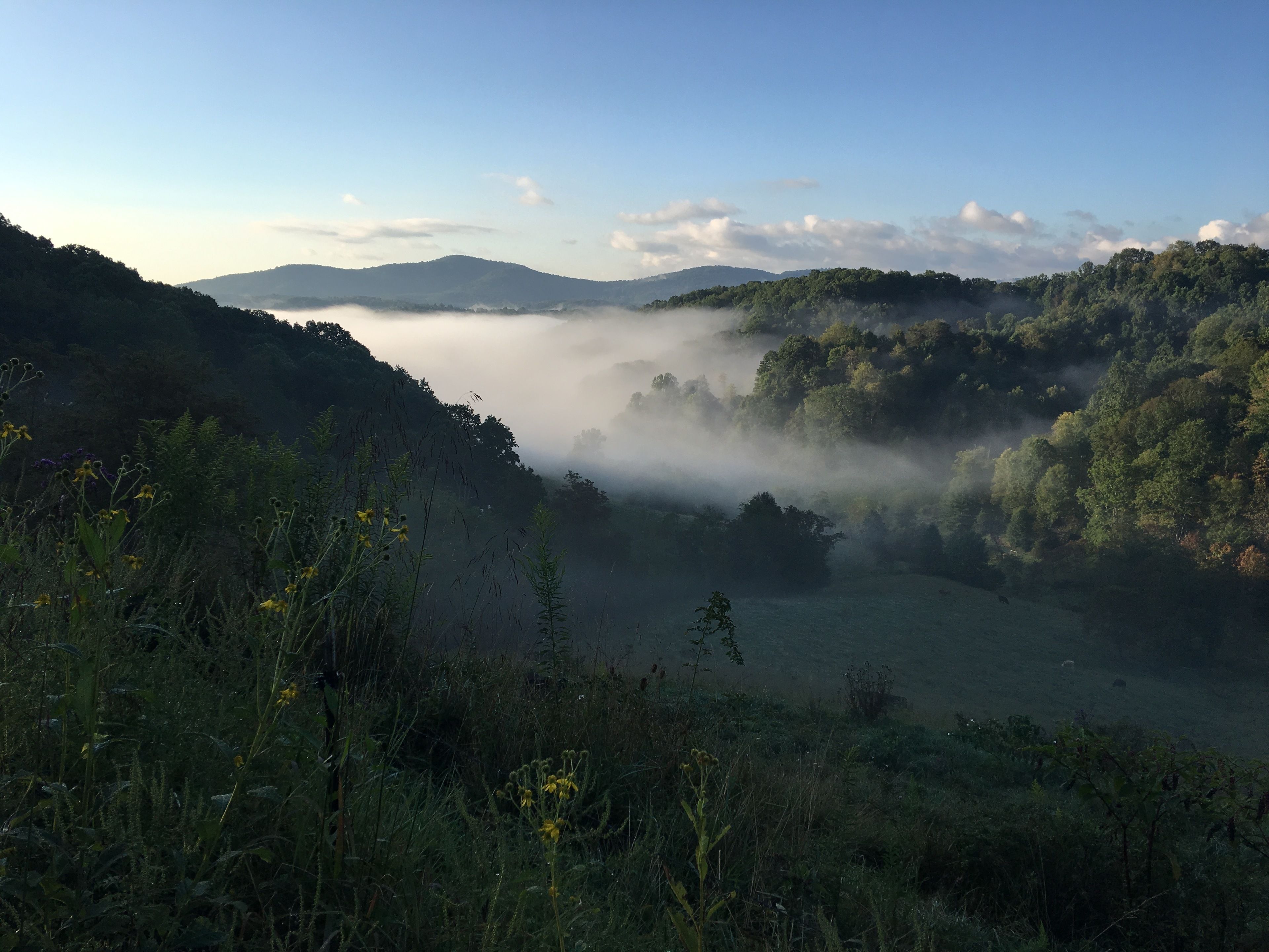 A valley with dense forest and mist.