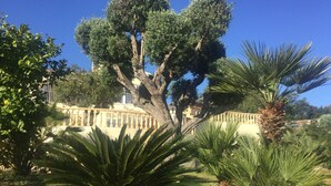 A large tree with dense foliage in front of a building with a balcony. - Rural villa with private outdoor pool, separate annexe and vast outdoor spaces (Gata De Gorgos)