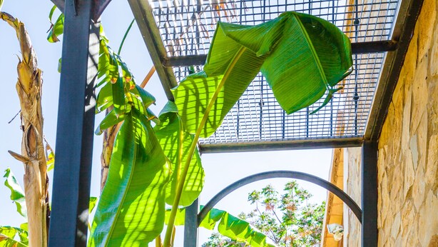A pathway flanked by banana plants and a stone wall, leading to a covered area with a metal roof. - Golfers / Cyclists / Families - 5 persons / 2 babies / 2 children - Pool - BBQ  (Llucmajor)