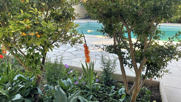Jardín junto a la piscina con plantas variadas y vistas a ella.