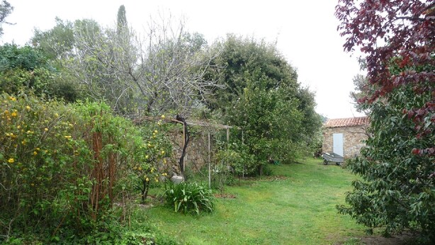 A garden with a stone wall, various plants, and a small building with a tiled roof.