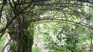 A garden path with a wooden bench, surrounded by dense foliage and a stone wall. - Large independent apartment in a relaxing atmosphere overlooking the sea (Santa-Reparata-Di-Balagna)