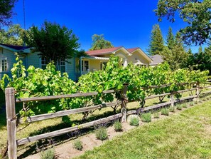 A vineyard with rows of grapevines, a wooden fence, and houses in the background.