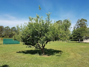 Stunning tree stands tall in a lush green field, surrounded by a well-maintained lawn and a wooden fence.