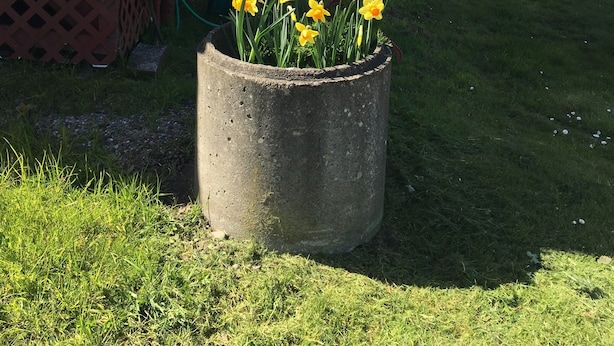 A concrete planter with daffodils on a grassy area next to a red building. - The Garden Suite has beautiful views of forests and pastures! It is dog friendly (Ferndale)