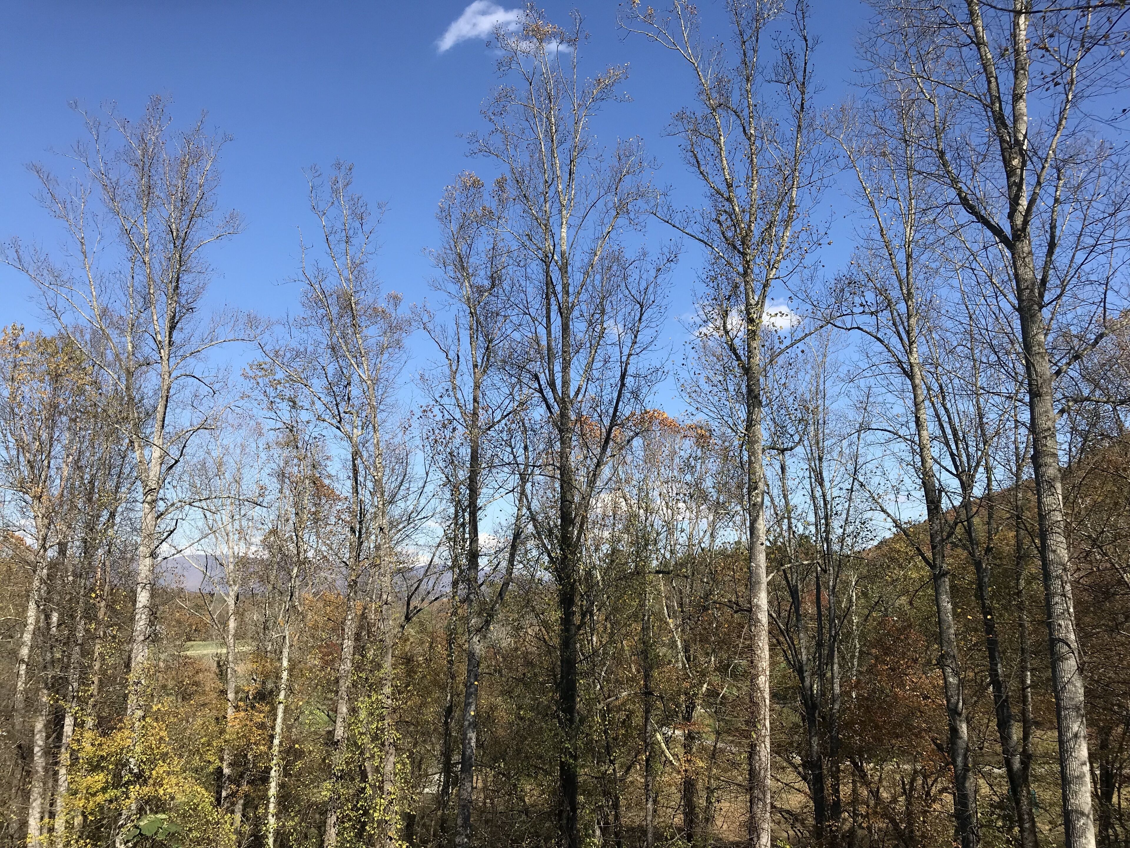 A forest with tall trees and a clear blue sky.