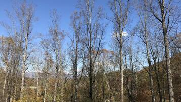A forest with tall trees and a clear blue sky.