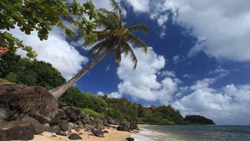 A beach with a palm tree, rocks, and a clear sky.