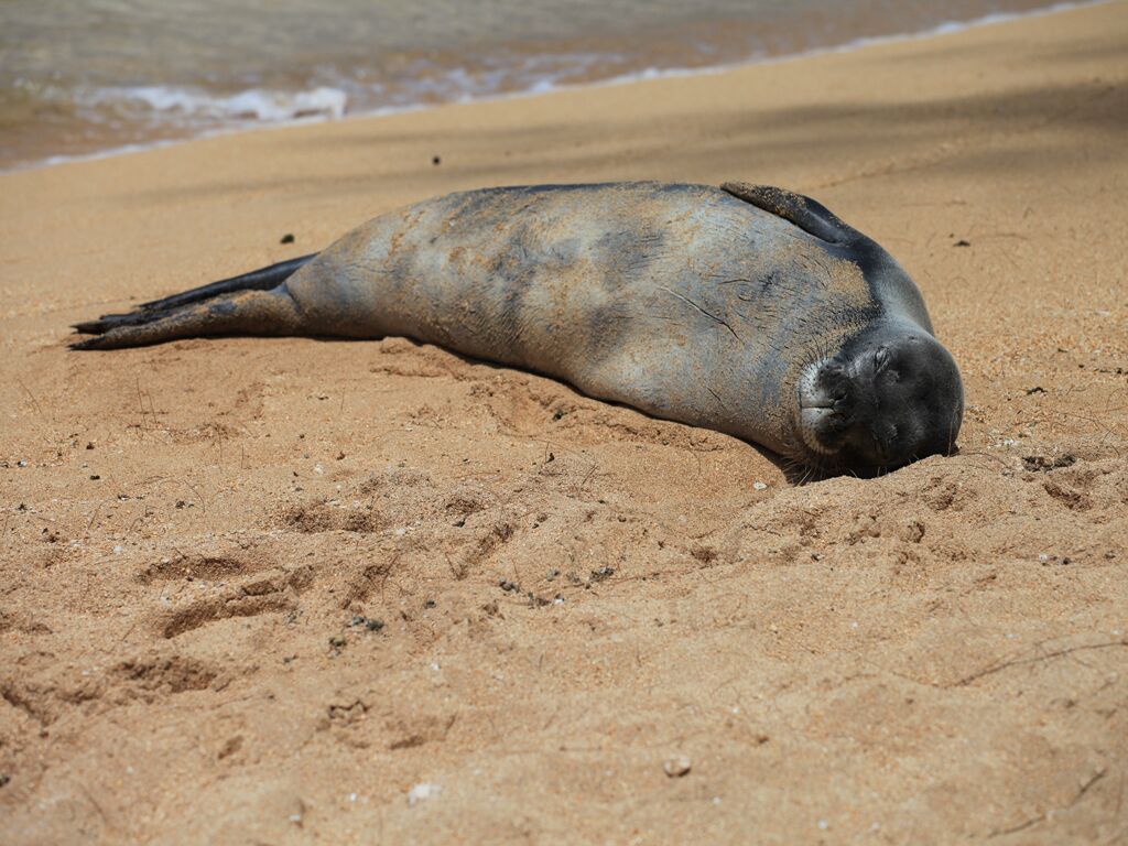 Un phoque sur une plage de sable.