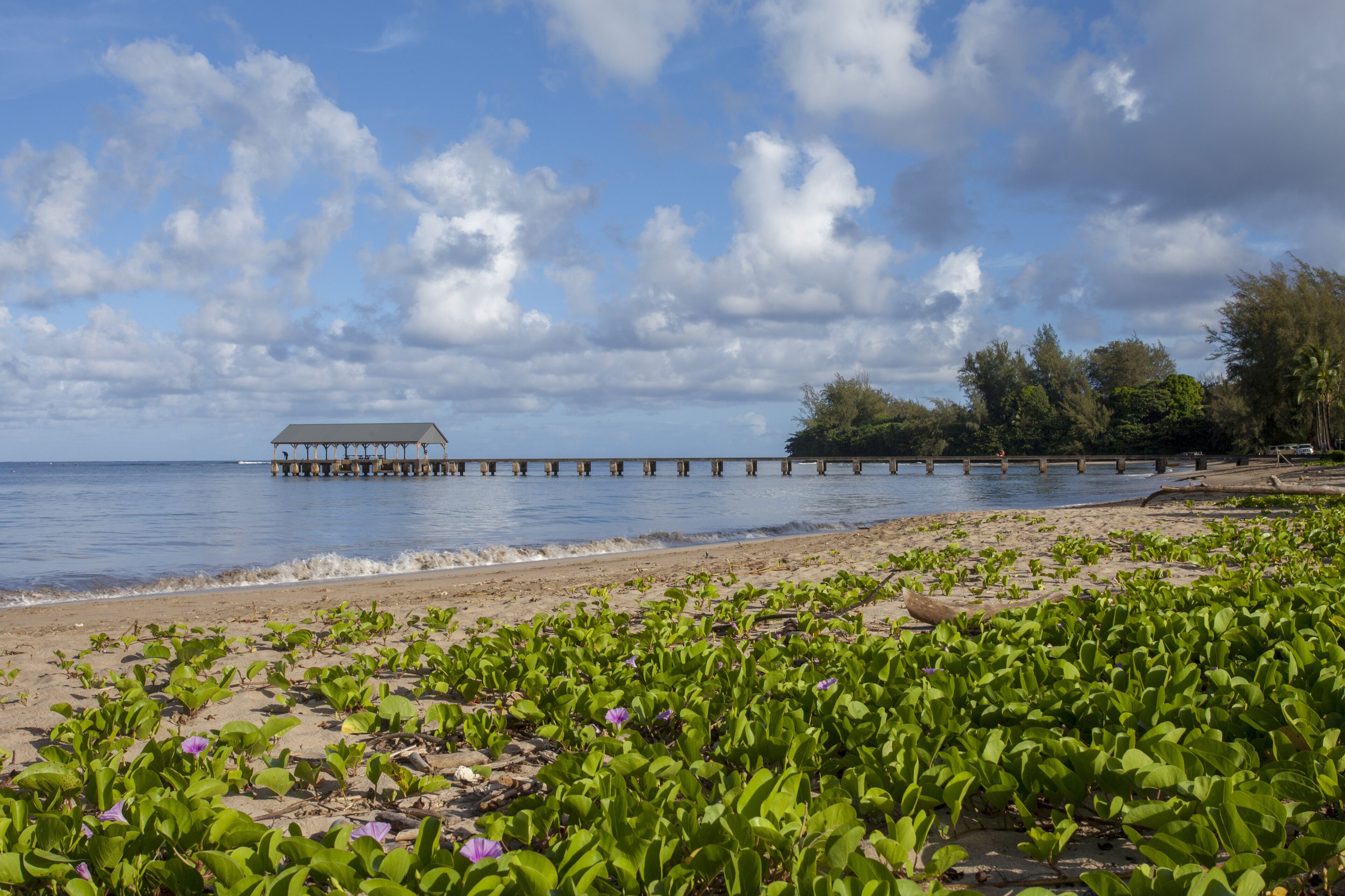A beach with a wooden pier extending into the water, surrounded by greenery and a clear sky.