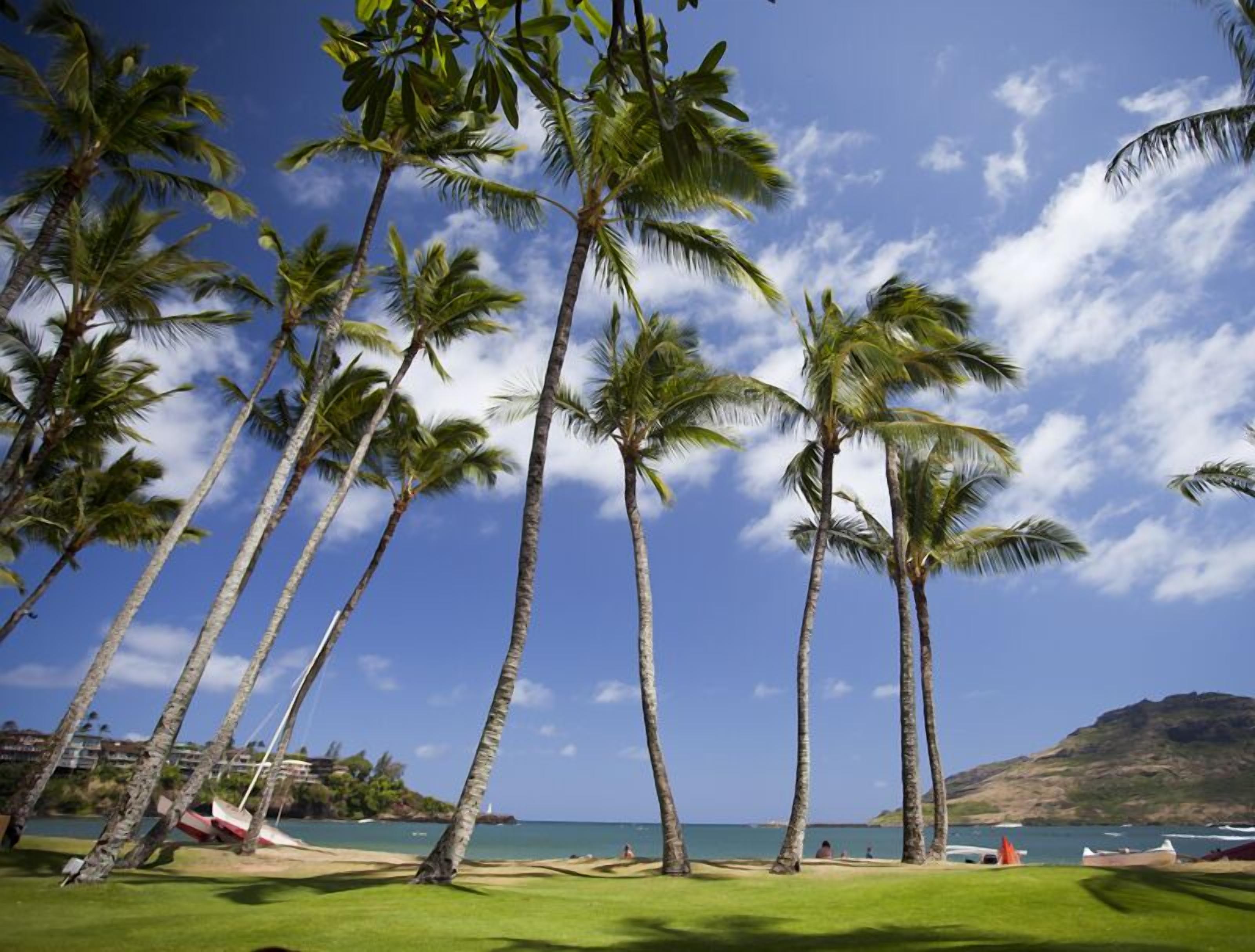 A beach with tall palm trees, a clear blue sky, and a view of the ocean.