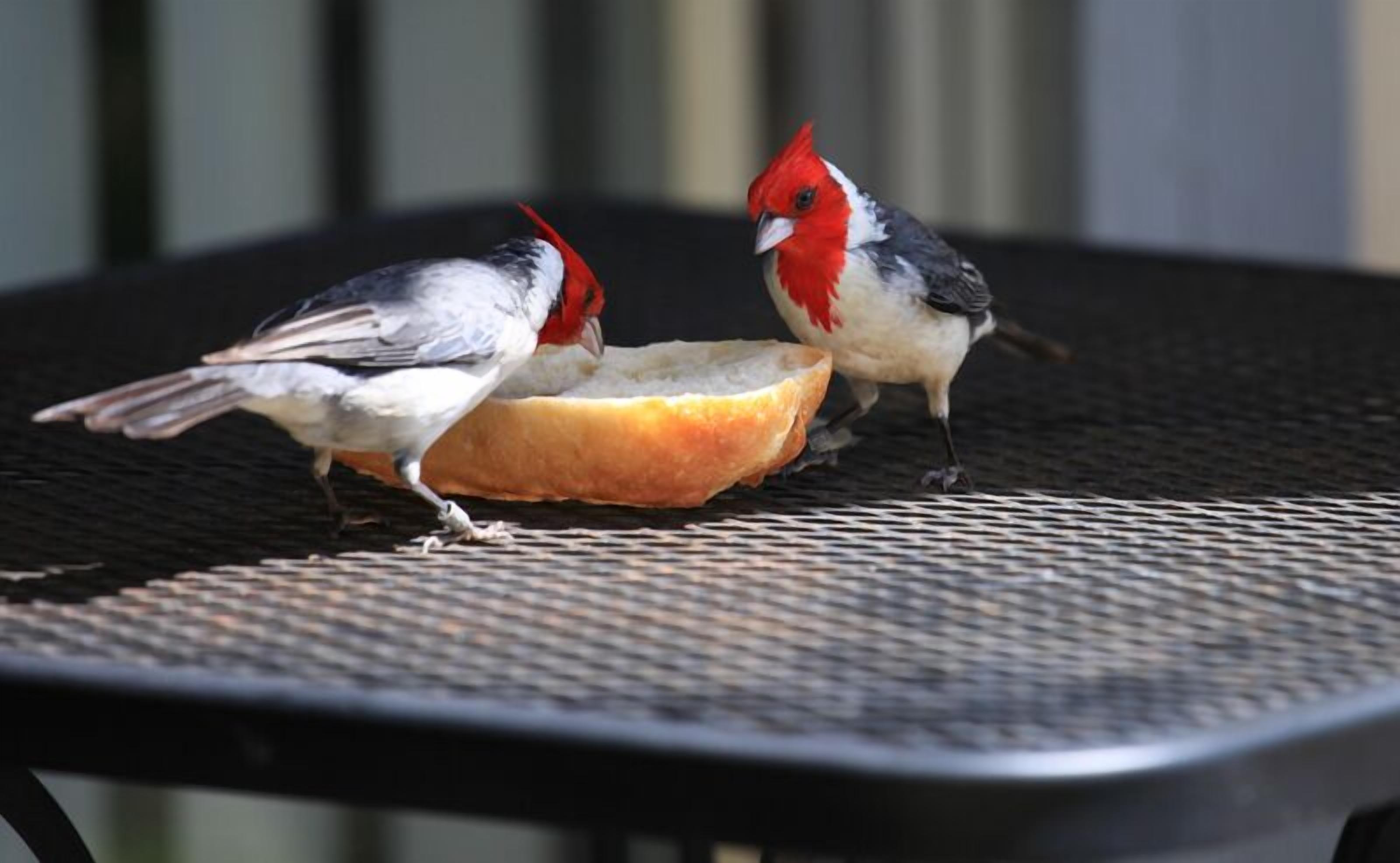 Two birds on a chair with a loaf of bread.