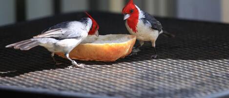 Two birds on a chair with a loaf of bread.