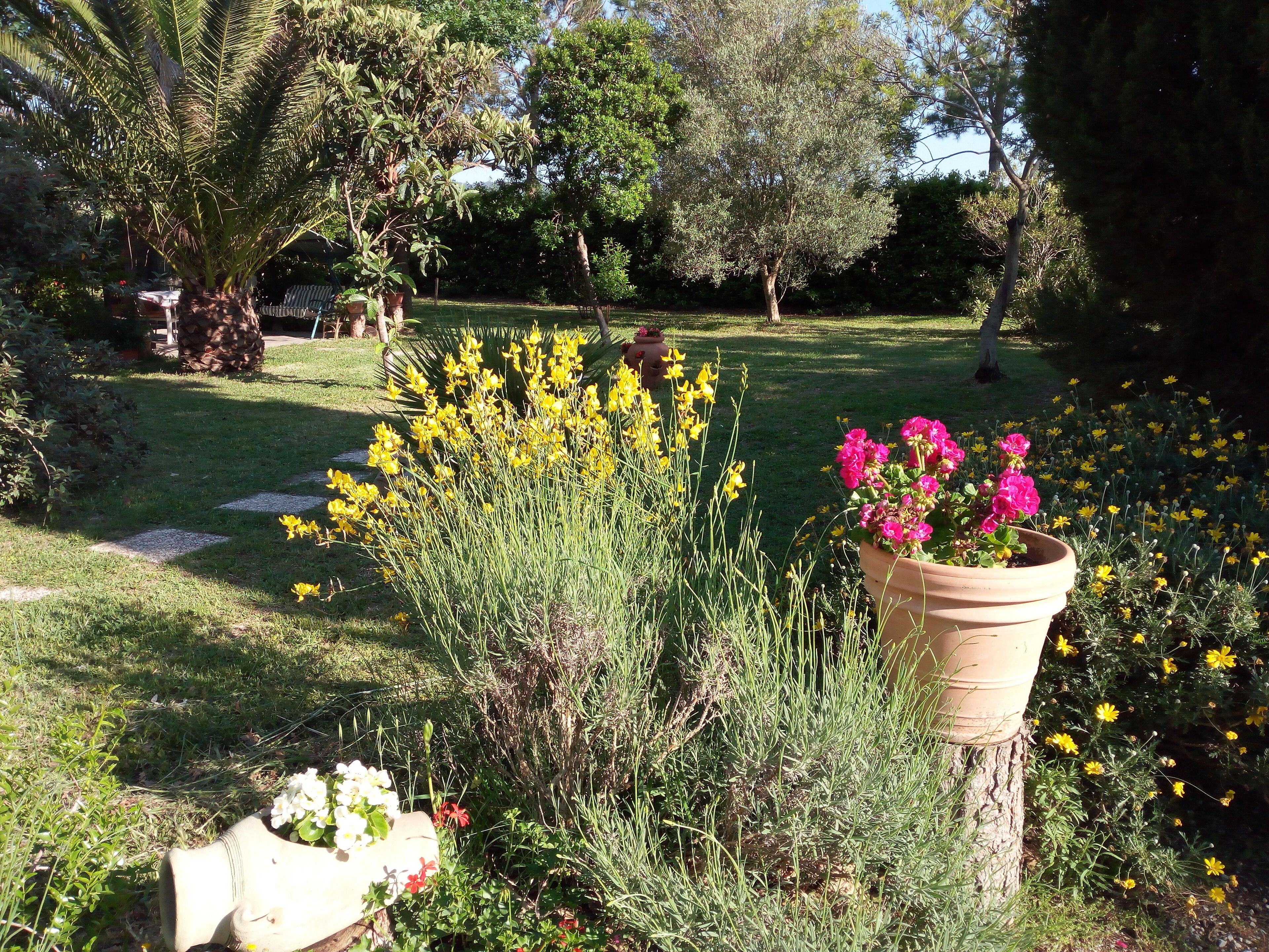 Un jardin où l’on trouve différentes plantes et fleurs, notamment des variétés aux couleurs jaune et rose, et un grand arbre en arrière-plan.