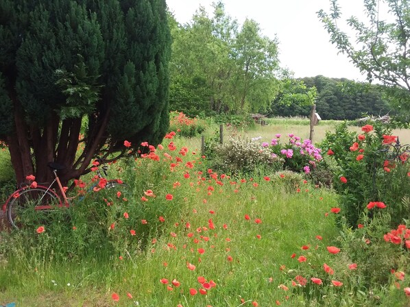 A garden with a variety of flowers, including red poppies and pink flowers, and a bicycle leaning against a tree. - Quiet apartment in the countryside with balcony, terrace and large garden (Sehlen)