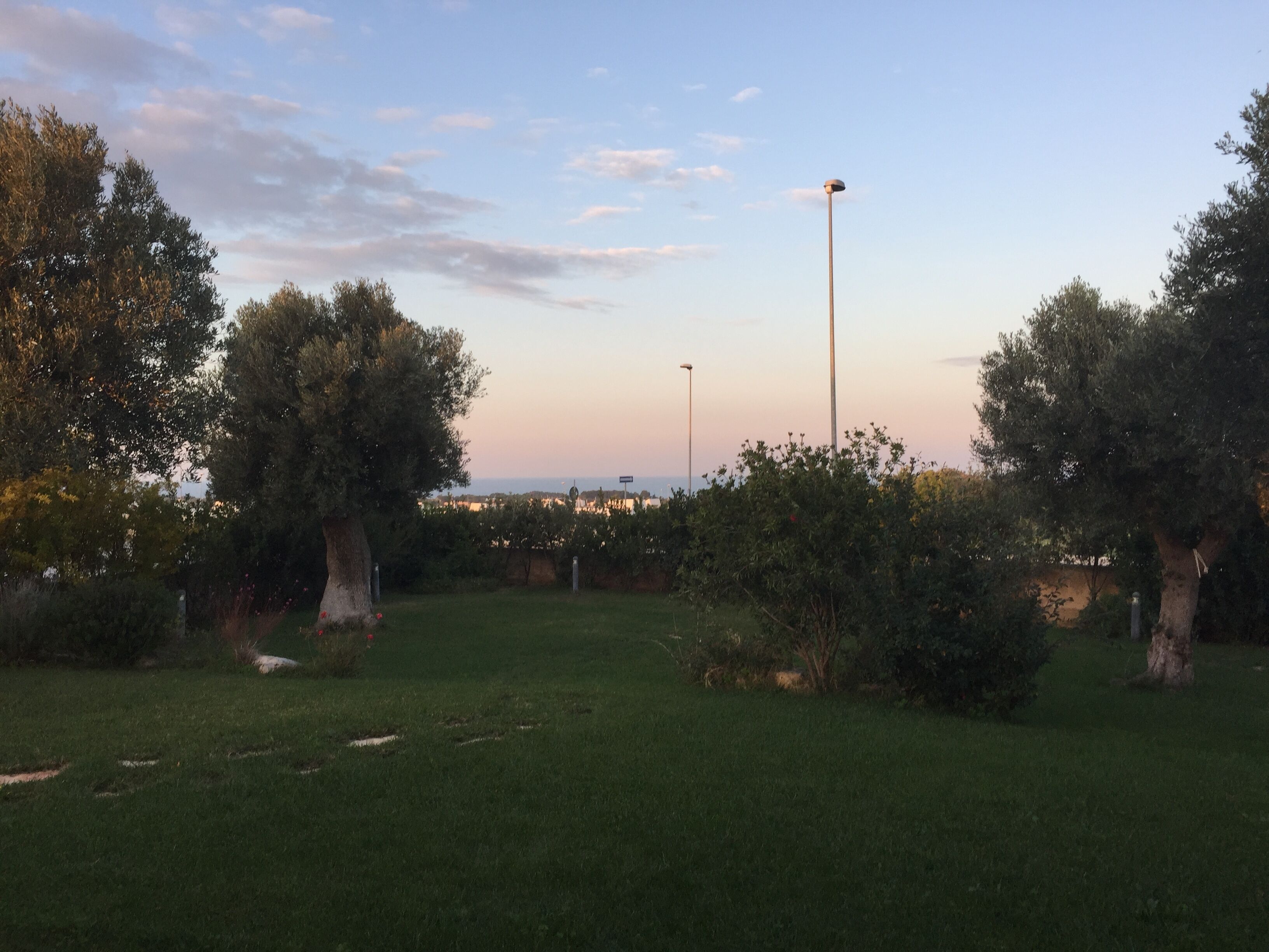 A grassy area with trees and street lamps.