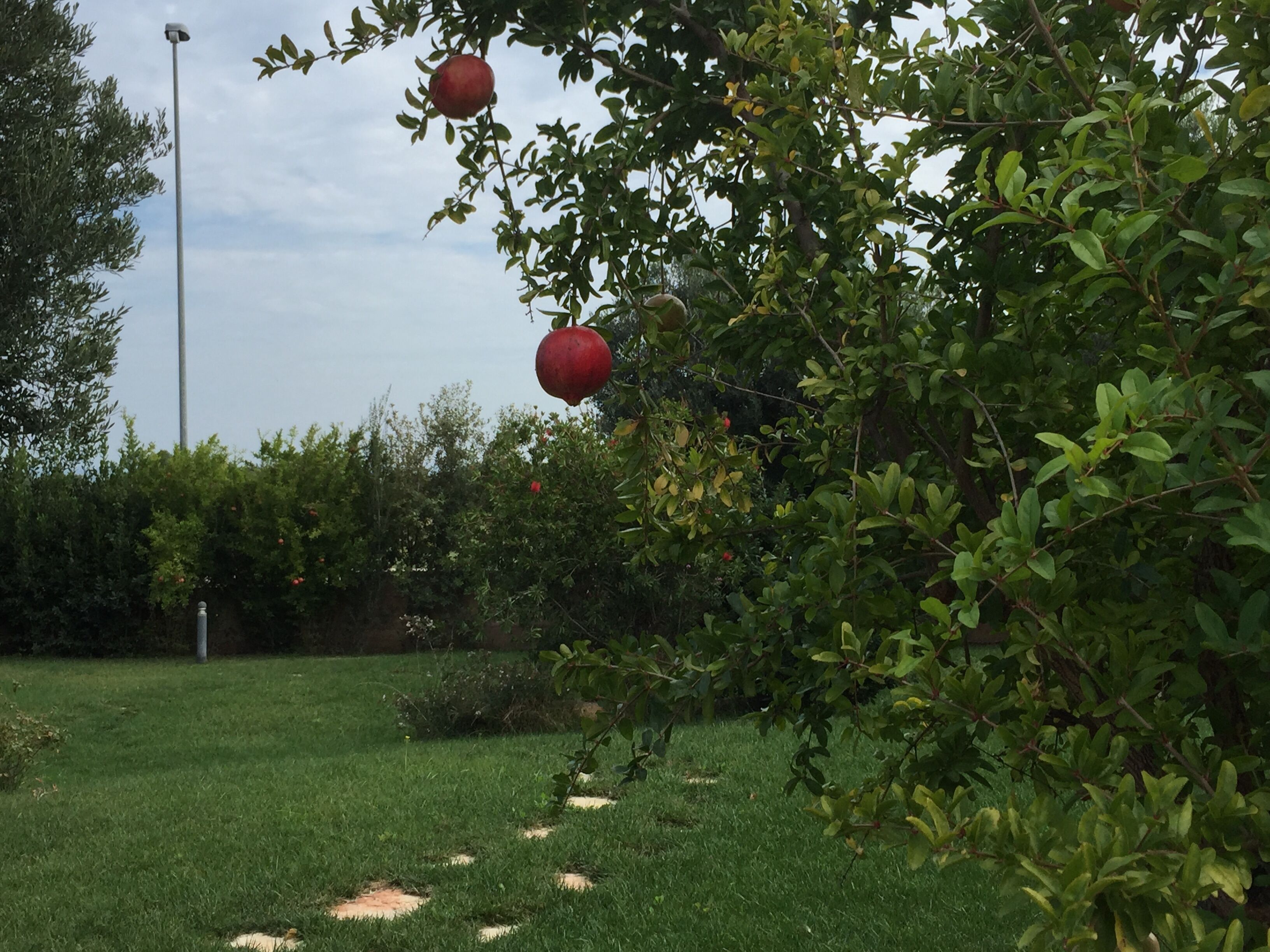 Ein Garten mit Rasen, Bäumen und einer Straßenlaterne.