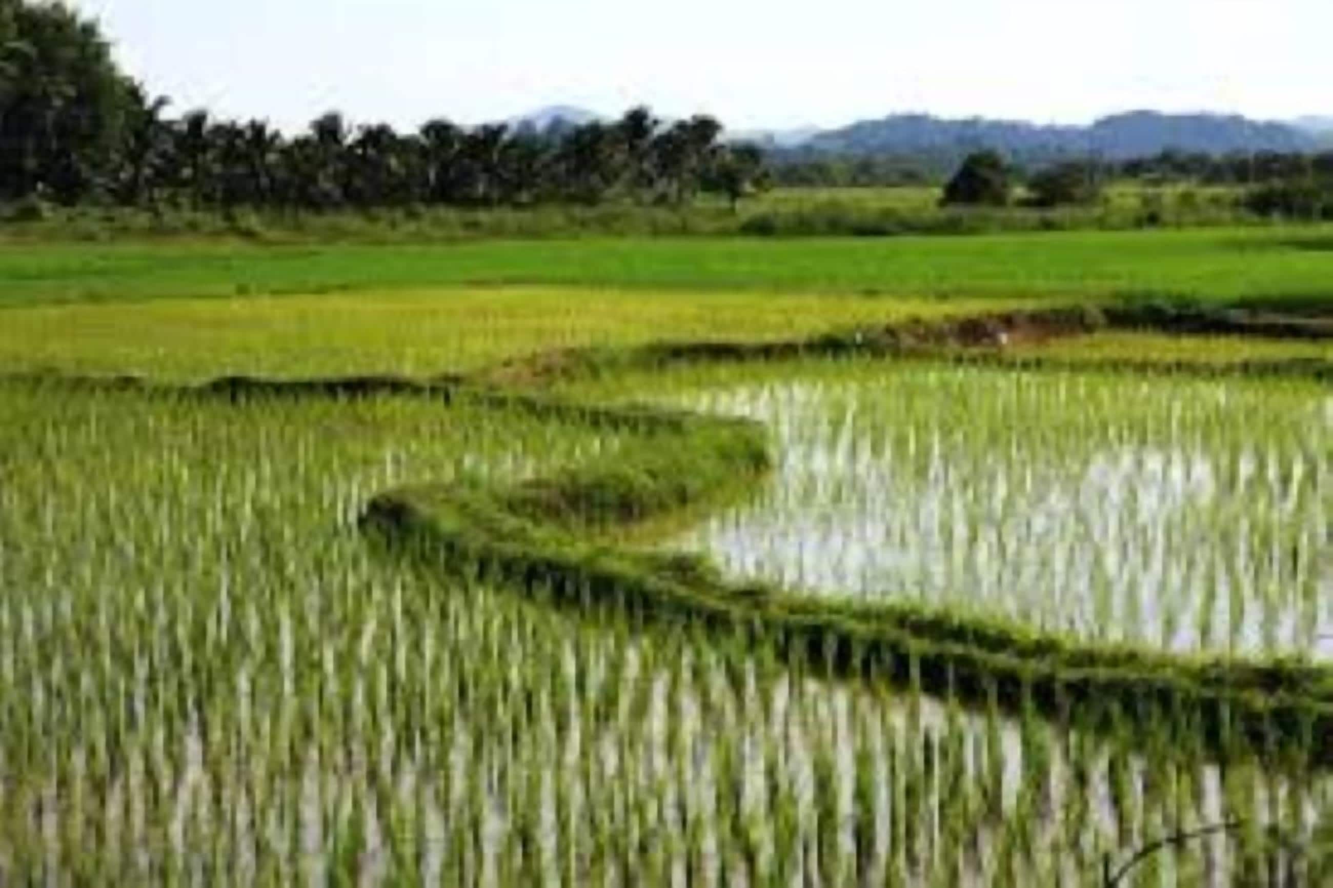 Un extenso campo de arrozales con canales de agua.