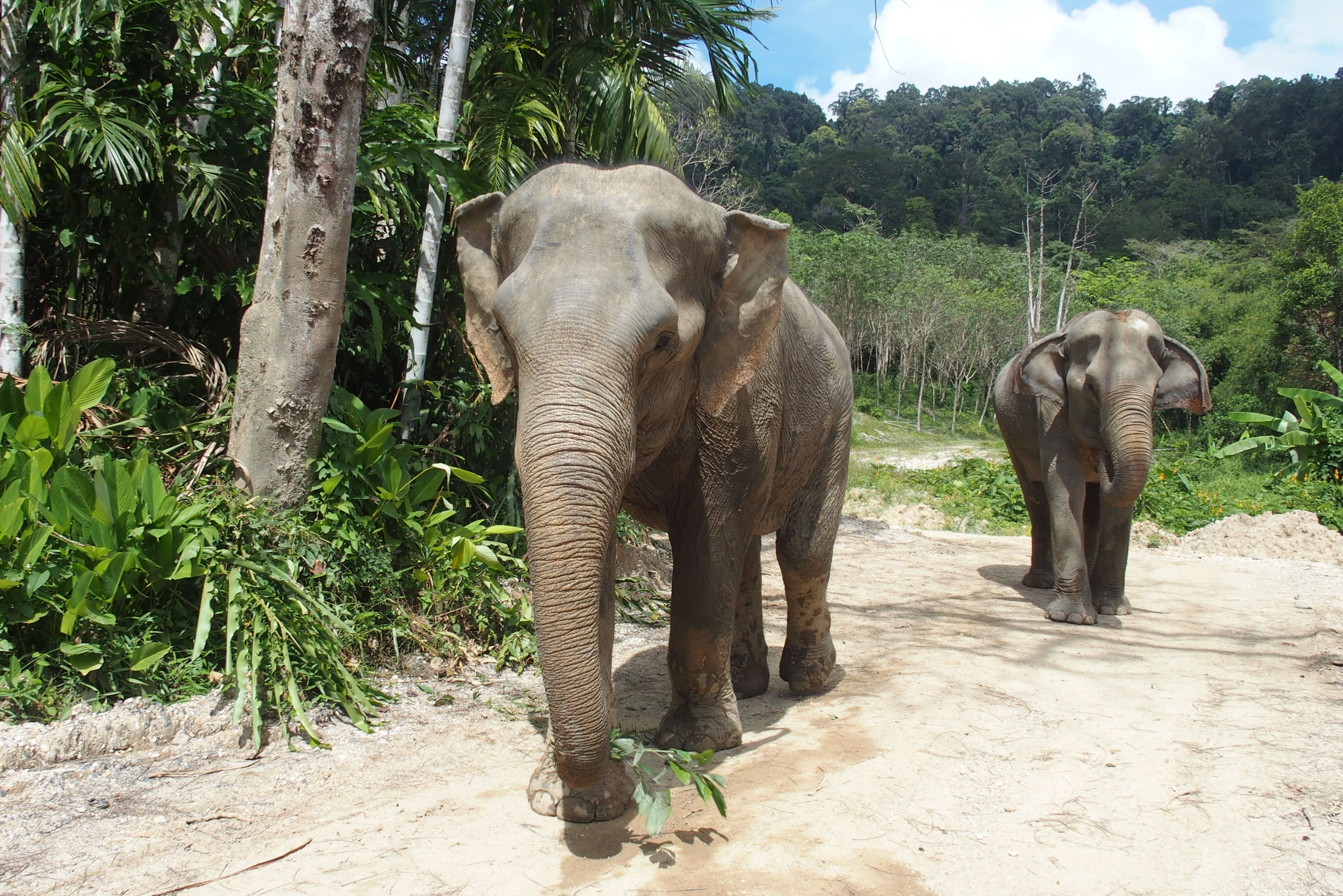 Two elephants walking on a dirt path surrounded by lush greenery.