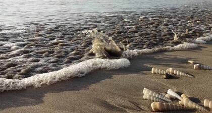 Great condo few steps from Tamarindo beach !!!!