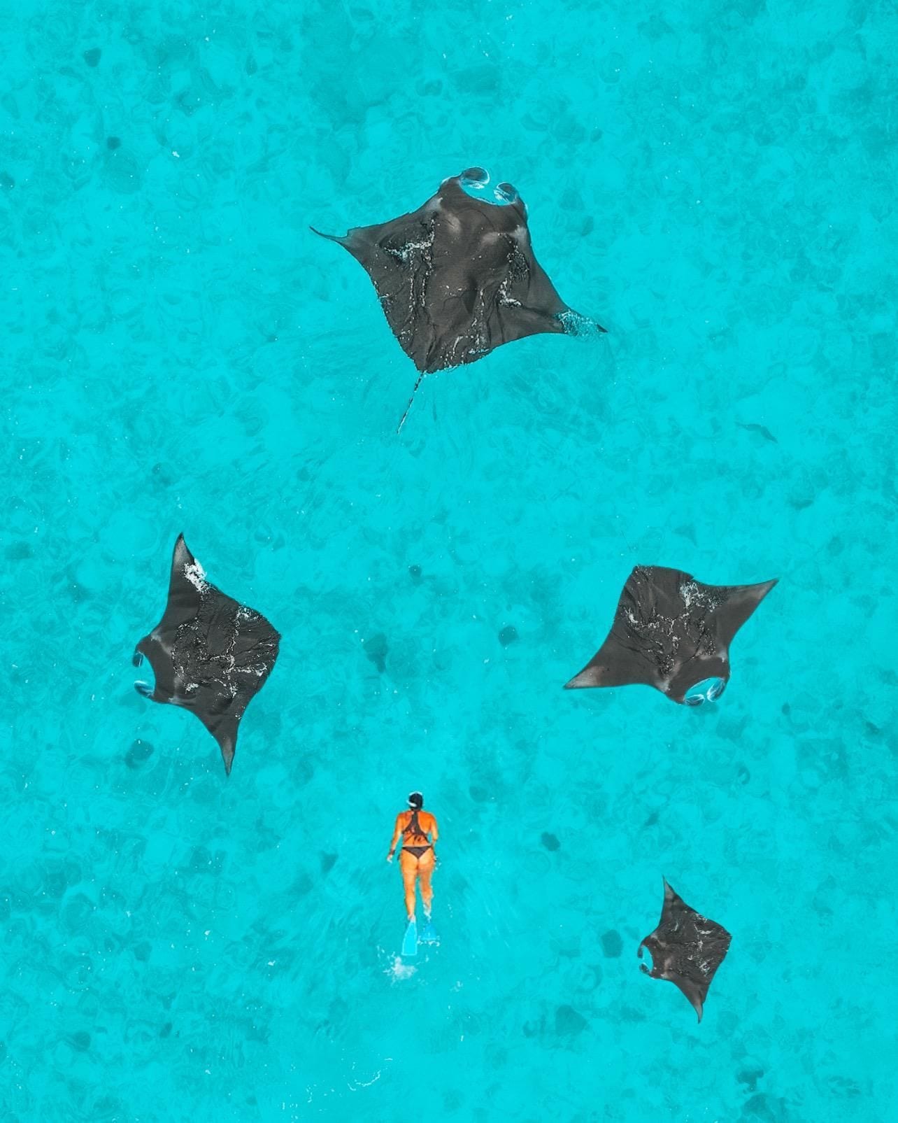 A person snorkeling in clear turquoise water with several stingrays nearby.