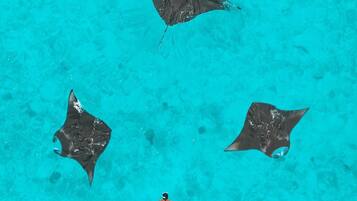A person snorkeling in clear turquoise water with several stingrays nearby.