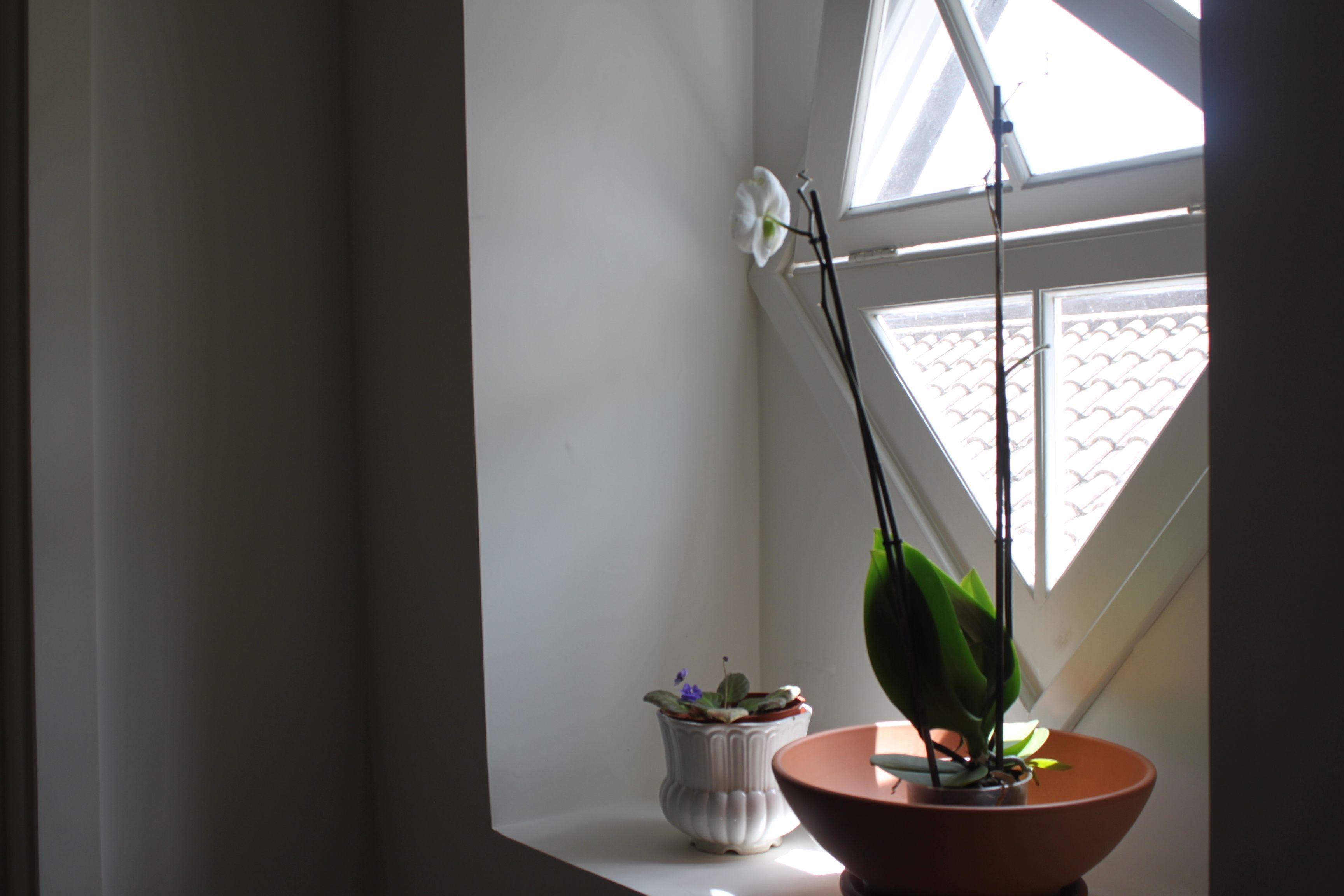 A window with two potted plants, one white and one terracotta, and a black lamp.