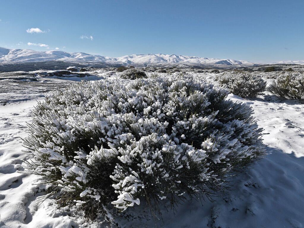 Un paysage enneigé avec un buisson au premier plan et des montagnes en arrière-plan.