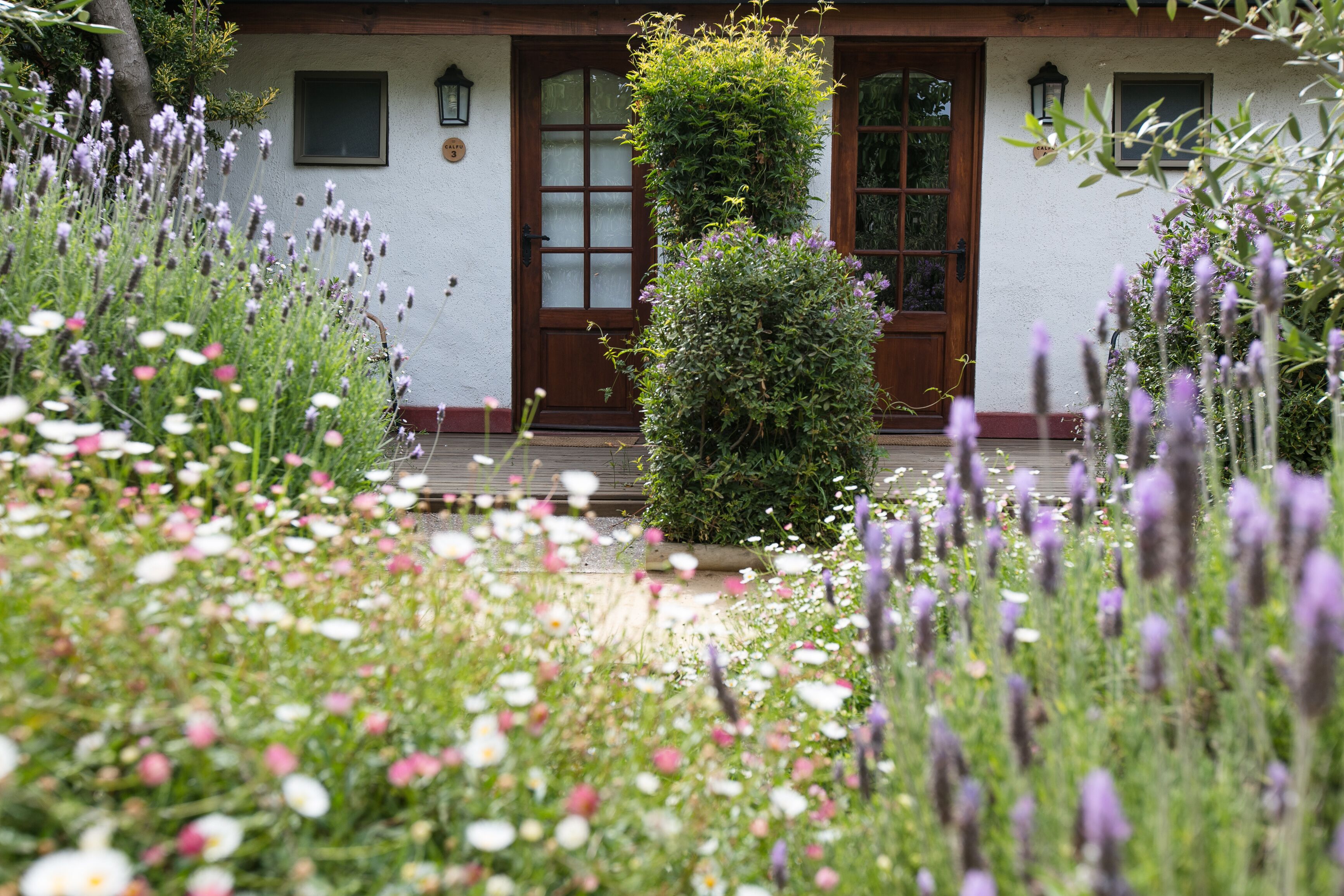 Un jardín con lavanda y flores blancas frente a un edificio blanco con puerta y ventanas de madera.