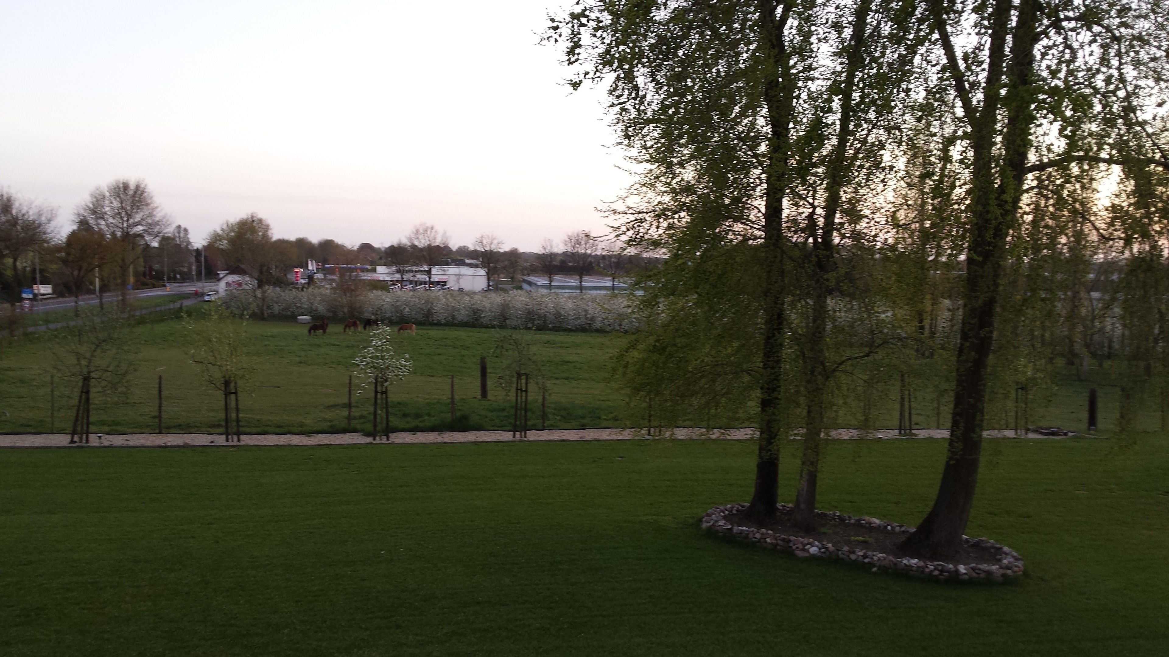 A grassy area with trees and a fence.