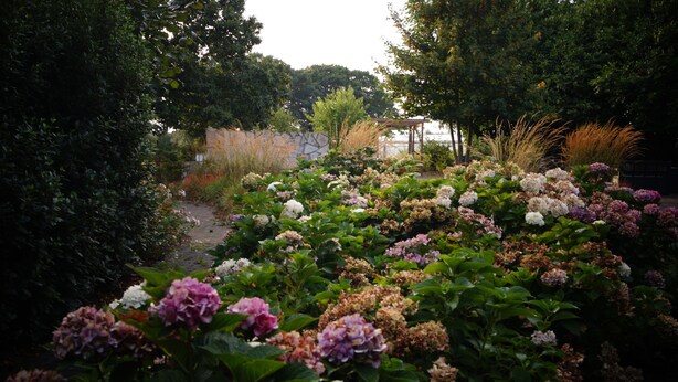 Un jardin agrémenté de différentes sortes de fleurs et doté d’un sentier.