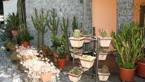 Variedad de plantas en macetas dispuestas en un patio empedrado con un muro de piedra de fondo.