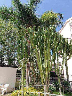 Uma planta cacto em área de jardim, com um edifício branco ao fundo.