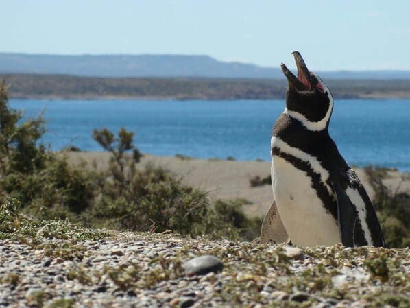 Un pingüino de pie en una costa rocosa, con una masa de agua y montañas a lo lejos.