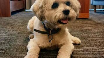 A small, fluffy dog sitting on a carpeted floor in a room with a wooden cabinet and a blue chair in the background.
