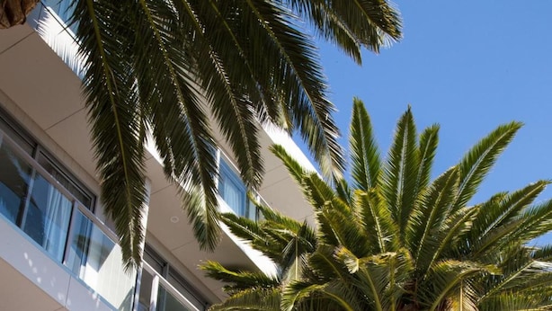 A modern building with multiple balconies and a palm tree in front. - The Palms Apartments (Kent Town)