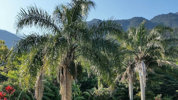 A tropical garden with palm trees and a variety of other vegetation. - Cottage HANA MANA (Yakushima)