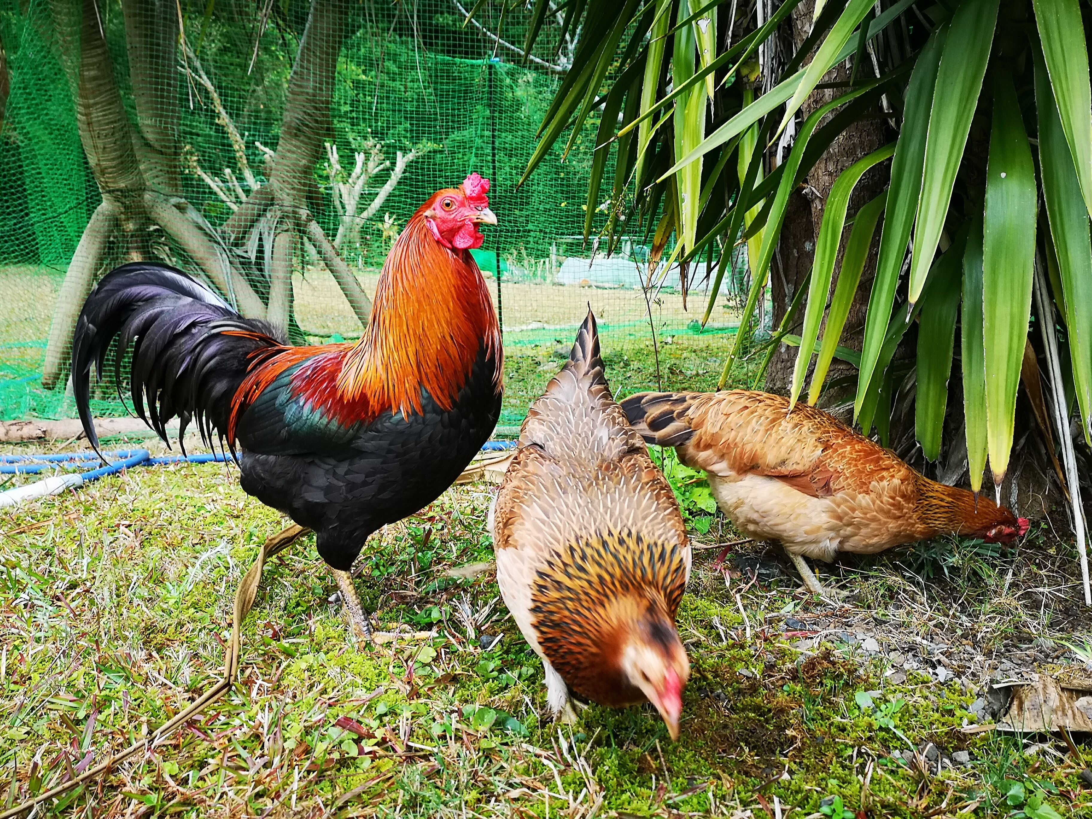 A rooster and two chickens in a grassy outdoor area with a wire fence and trees in the background.