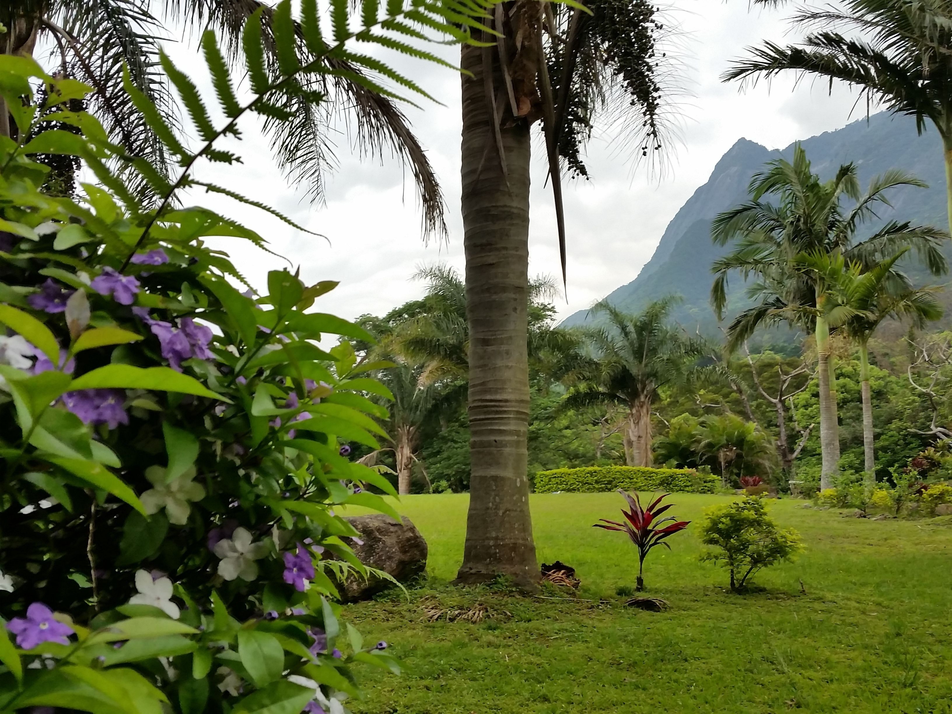 A tropical garden with palm trees, a grassy area, and a mountain in the background.