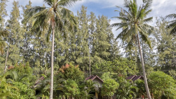 Ein tropisches Resort mit Palmen, einer Bungalow und einem dichten Wald im Hintergrund.