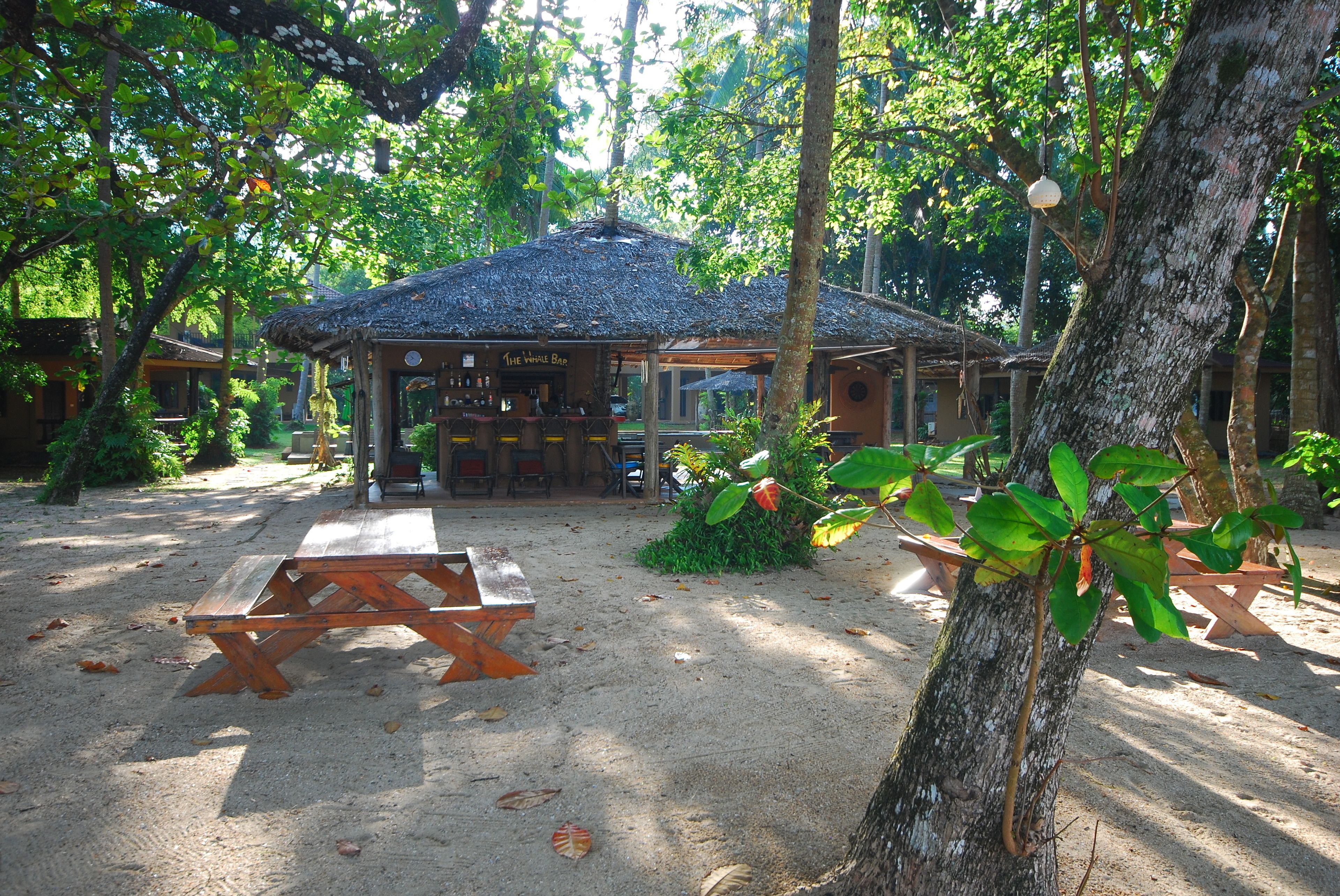 A rustic wooden building with a thatched roof, surrounded by trees and a sandy ground.
