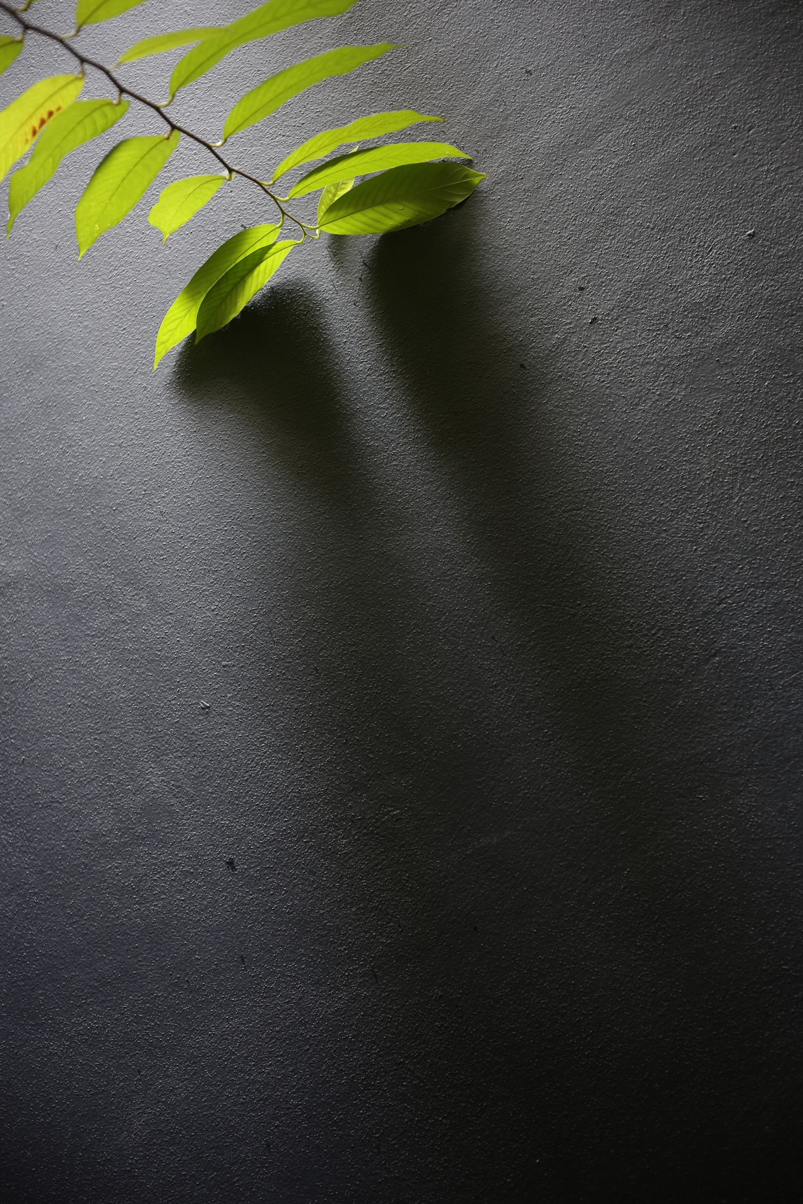 A branch with green leaves against a dark textured wall.