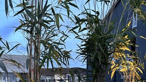 Terraço/pátio