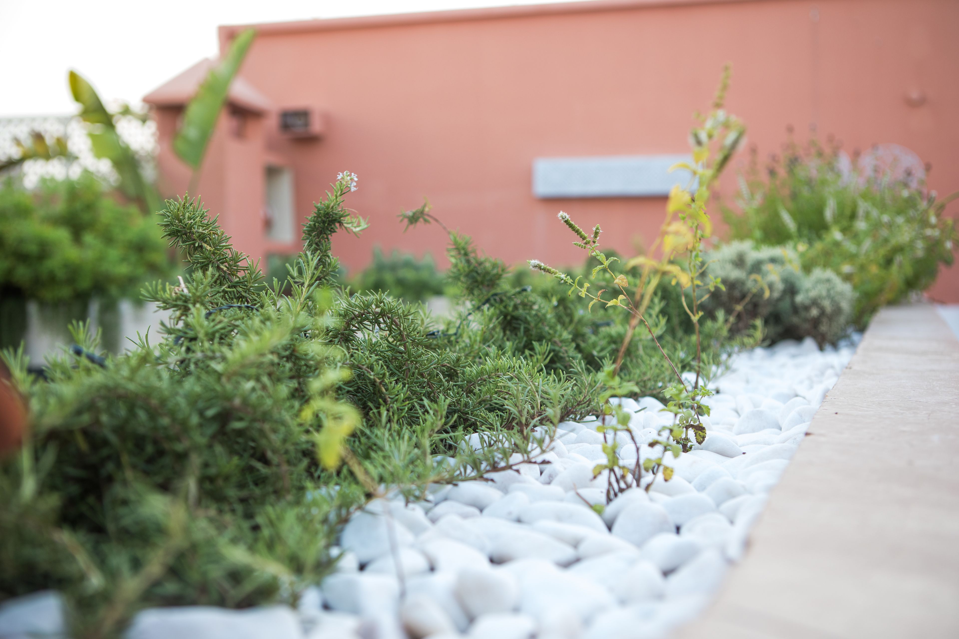 Un jardín con diversas plantas y un sendero.